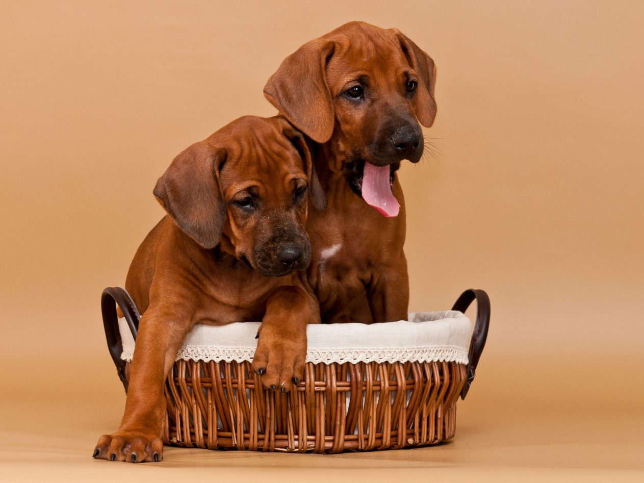 Rhodesian Ridgeback Puppies Austin may 2020 for sale